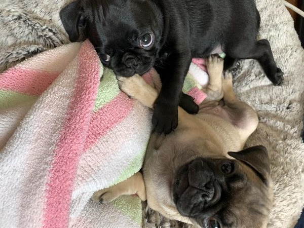 /images/uploads/pug nation rescue of los angeles/pugnation2024/entries/30975thumb.jpg